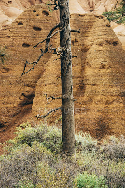Arbre séché contre Eagles Rock, Red Mountain Trail ; Arizona, États-Unis d'Amérique — Photo de stock
