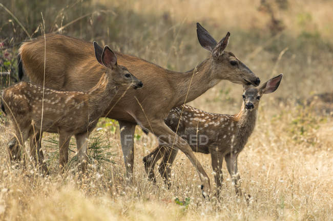 White-tailed deer at wild nature in the Cascade Siskiyou National Monument, Ashland, Oregon, United States of America — Stock Photo