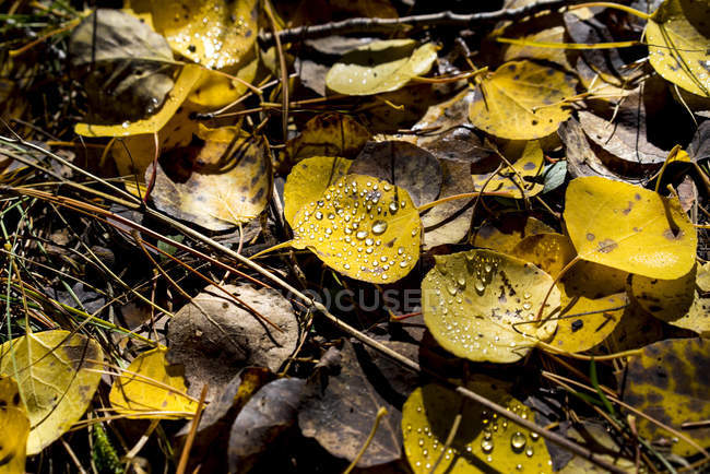 Autumn coloured leaves on the ground with dew drops, Lockett Meadow; Flagstaff, Arizona, United States of America — Stock Photo