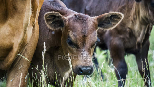 Крупный план теленка с стадом коров в поле с длинной травой — стоковое фото