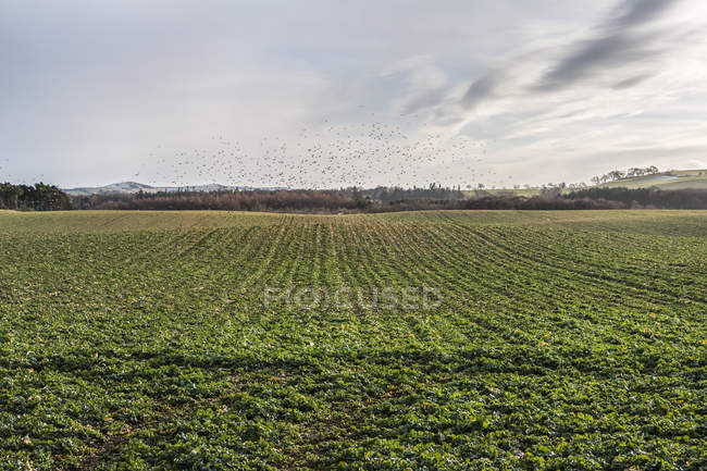 Campo de cultivo con una bandada de aves reuniéndose en la distancia, Inglaterra - foto de stock