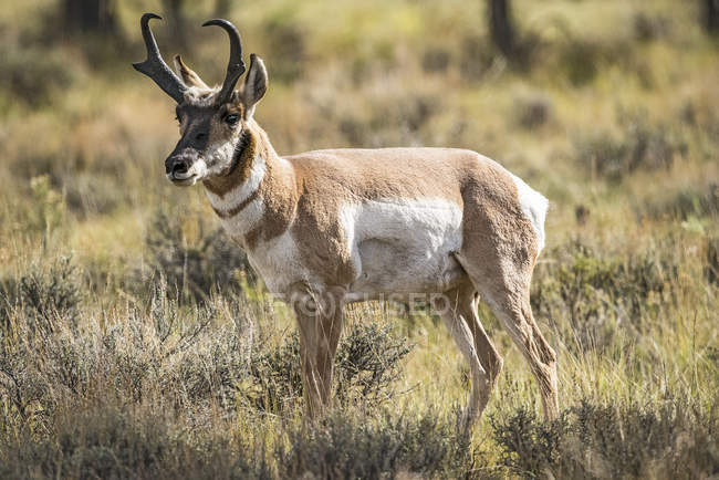 Pronghorn (Antilocapra americana); Utah, Estados Unidos da América — Fotografia de Stock