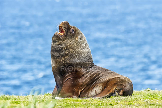 Sea lion on the grassy shore, Cape Bougainville, Falkland Islands — Stock Photo