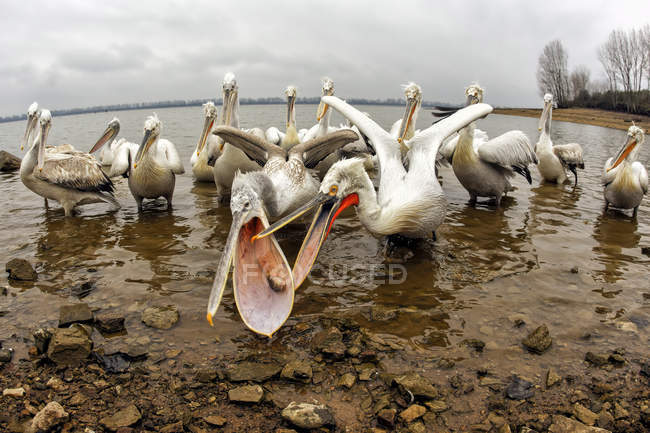 Pelicanos dalmatian lutando por comida na costa — Fotografia de Stock