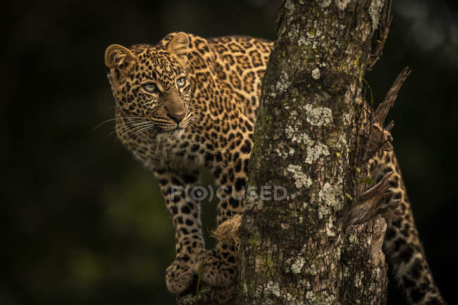 Nahaufnahme eines majestätischen Leoparden auf einem Ast, Masai-Mara-Nationalreservat, Kenia — Stockfoto