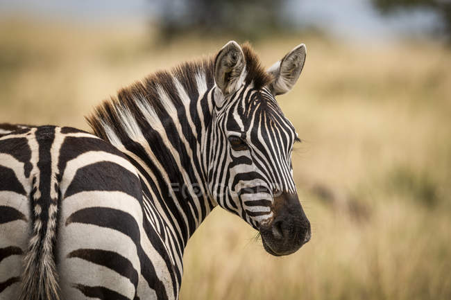 Крупный план равнины зебра поворачивается головой, чтобы посмотреть в камеру — стоковое фото