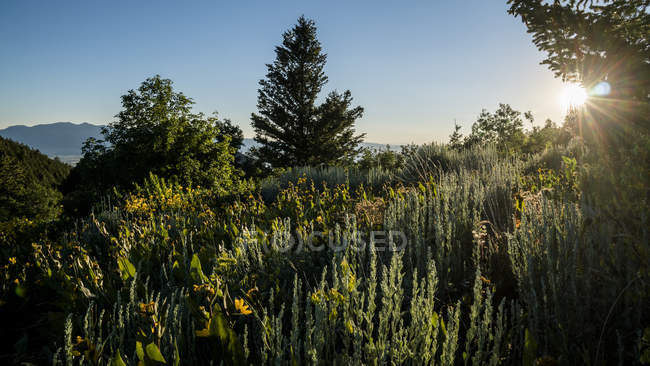 Sunlight illuminating plants in a meadow at sunset with trees and mountains in the background, Logan, Utah, USA — Stock Photo