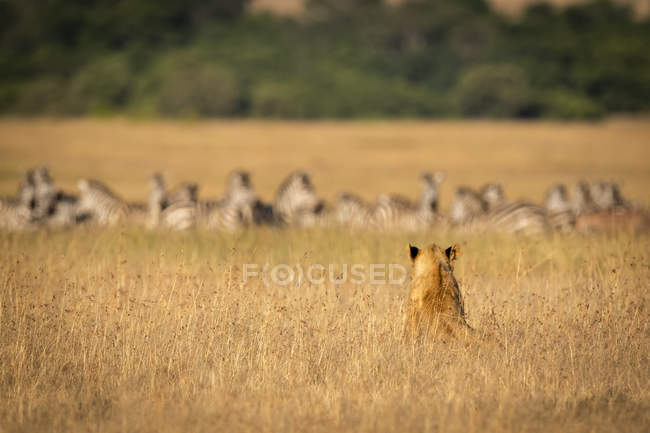 Majestuoso león peludo en hábitat natural - foto de stock