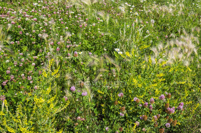 Hierbas y flores silvestres creciendo juntas en un campo; Stony Plain, Alberta, Canadá - foto de stock