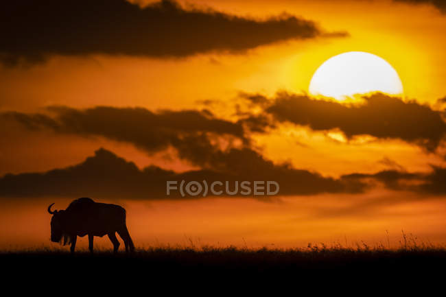 A blue wildebeest is silhouetted against the glowing orange sky on the horizon at sundown, Maasai Mara National Reserve, Kenya — Stock Photo