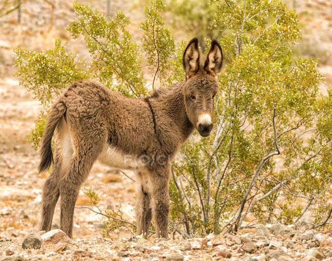 Jeune burro sauvage à la nature sauvage — Photo de stock