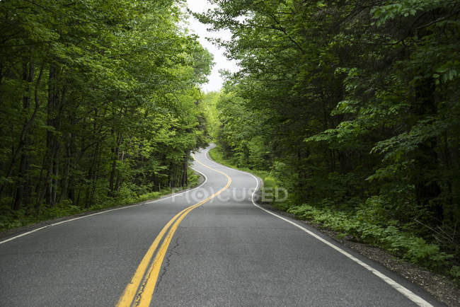 A winding highway 232 in Groton State Park lined with lush trees, Vermont, Estados Unidos de América - foto de stock