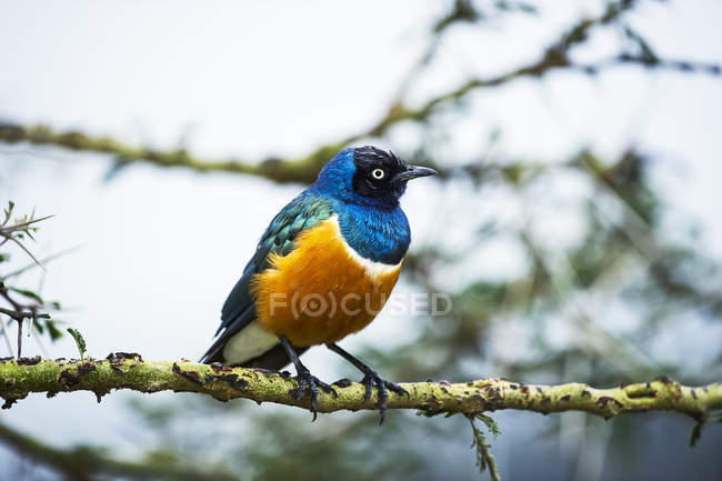 Superb starling sitting on branch against sky — Stock Photo