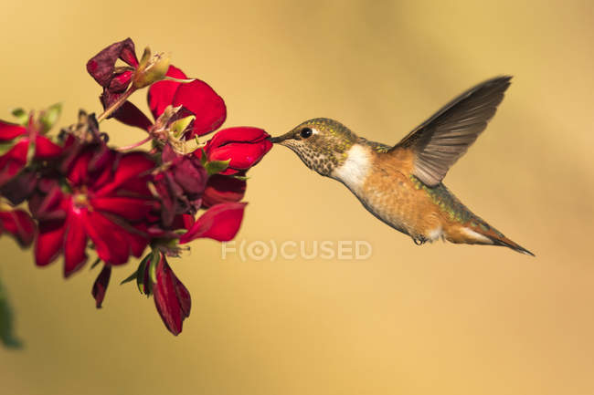 Closeup view of hummingbird in flight beside flower against