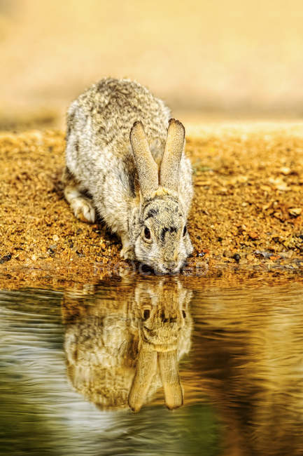 Niedliches Kaninchen mit langen Ohren in natürlichem Lebensraum — Stockfoto