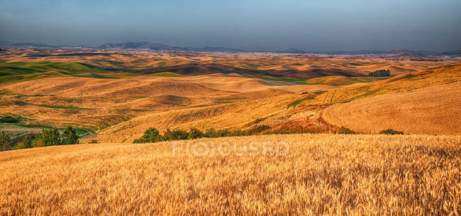 Cultivos de grano dorado en colinas onduladas, panorama cosido, Washington, EE.UU. - foto de stock