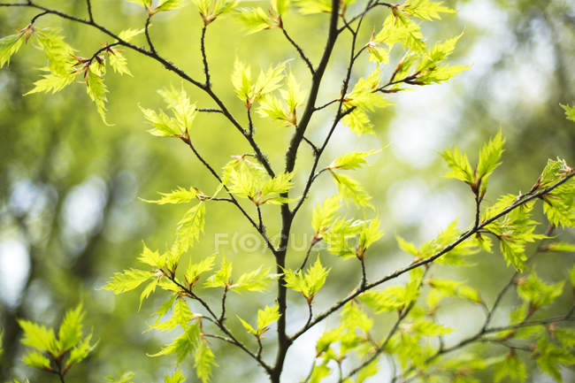 Folhagem verde exuberante em galhos de árvores na primavera; Vancouver, British Columbia, Canadá — Fotografia de Stock