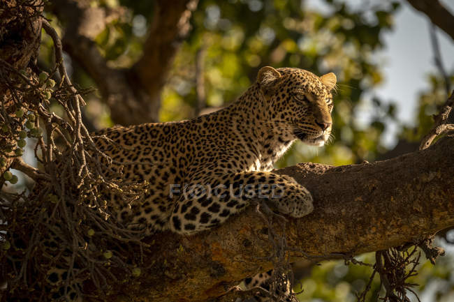 Close-up de leopardo majestoso no ramo de árvores, Reserva Nacional Maasai Mara, Quênia — Fotografia de Stock