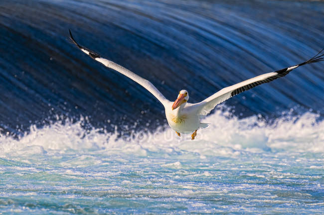 Пеликан в полете над голубой водой — стоковое фото