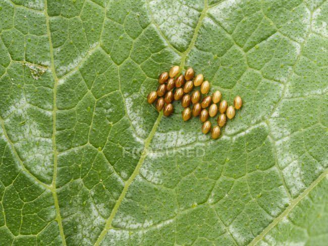 Squash bug eggs on squash leaf; Upper Marlboro, Maryland, Estados Unidos da América — Fotografia de Stock