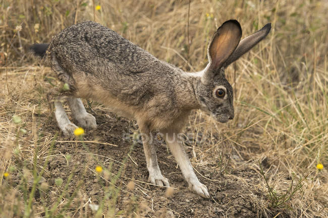 Cute rabbit with long ears in natural habitat — Stock Photo