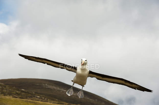 Black-browed albatross in flight against landscape — Stock Photo