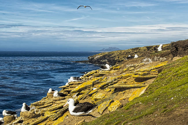 Чернобровые альбатросы на берегу у воды — стоковое фото