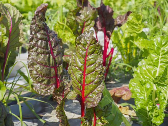 Close-up view of a Swiss chard leaves — Stock Photo
