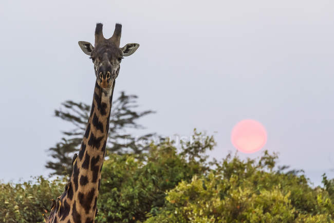 Linda jirafa alta en la naturaleza salvaje - foto de stock