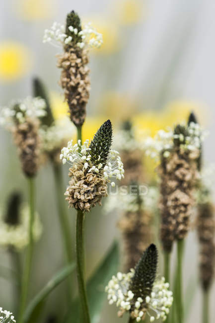 English plantain closeup against blurred background — Stock Photo