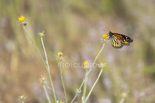 Papillon monarque (Danaus plexippus) assis sur un chardon étoilé jaune (Centaurea solstitialis) ; Ashland, Oregon, États-Unis d'Amérique — Photo de stock