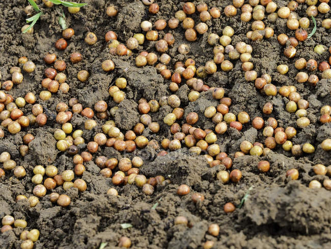 Ervilhas semeadas para brotos de ervilhas; Upper Marlboro, Maryland, Estados Unidos da América — Fotografia de Stock