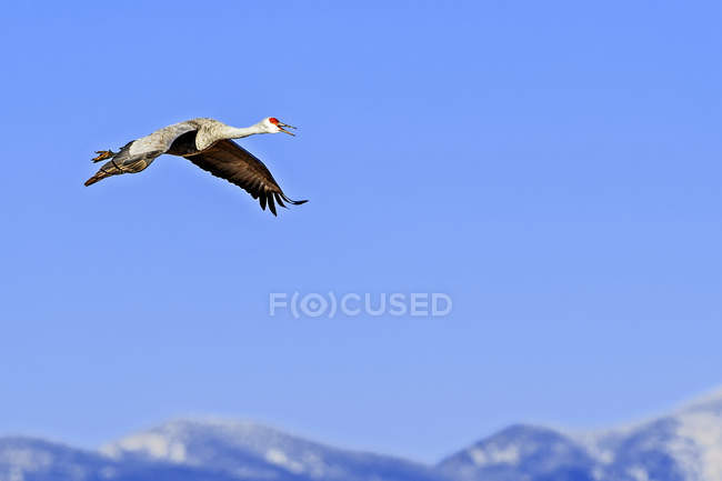 Sandhill crane flying in blue sky — Stock Photo