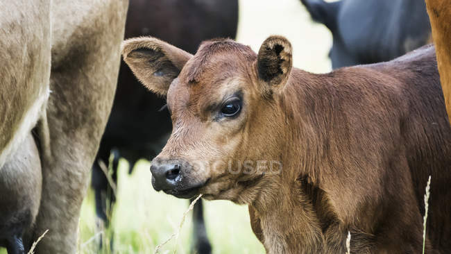 Gros plan du veau avec un troupeau de vaches dans un champ d'herbe longue — Photo de stock