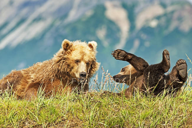 Ursos kodiak bonitos no habitat natural — Fotografia de Stock