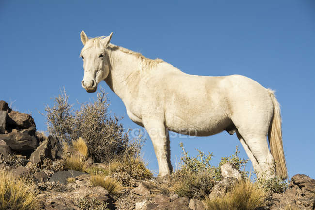 Cavalo branco em um cume contra um céu azul visto de perto; Malargue, Mendoza, Argentina — Fotografia de Stock
