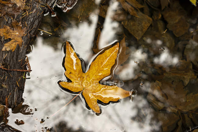 Gelbes Blatt, das im Herbst auf dem Wasser schwimmt; Kalifornien, Vereinigte Staaten von Amerika — Stockfoto