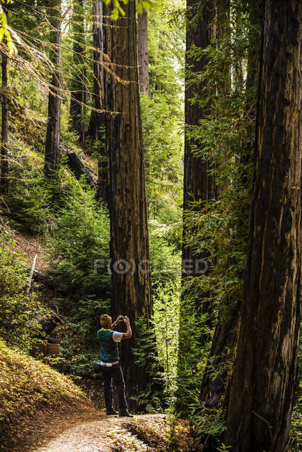 Чоловік стоїть і фотографує високі дерева в лісі — стокове фото