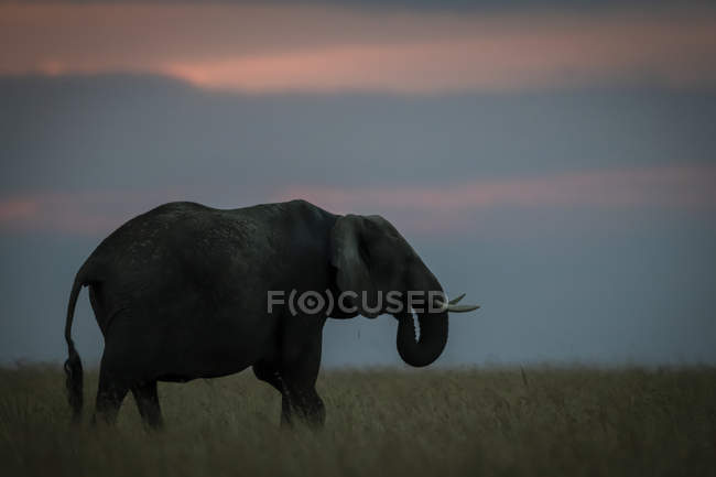 Elefante arbusto africano alimentándose de hierba al atardecer, Reserva Nacional Maasai Mara, Kenia - foto de stock