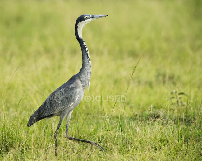 Black-headed heron walking on green grass — Stock Photo