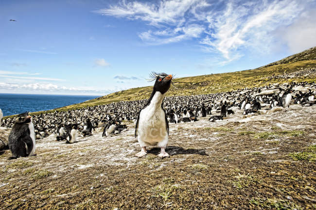 Lindos pingüinos rockhopper en hermoso paisaje - foto de stock