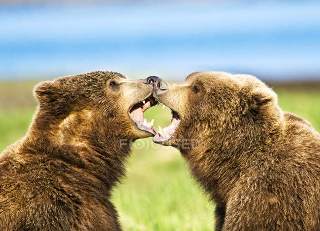 Cute kodiak bears in natural habitat — Stock Photo