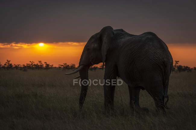 Elefante arbusto africano camina hacia el horizonte al atardecer, Reserva Nacional Maasai Mara, Kenia - foto de stock