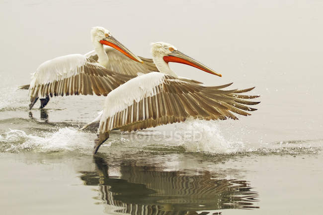 Далматинские пеликаны вместе кормятся в воде — стоковое фото