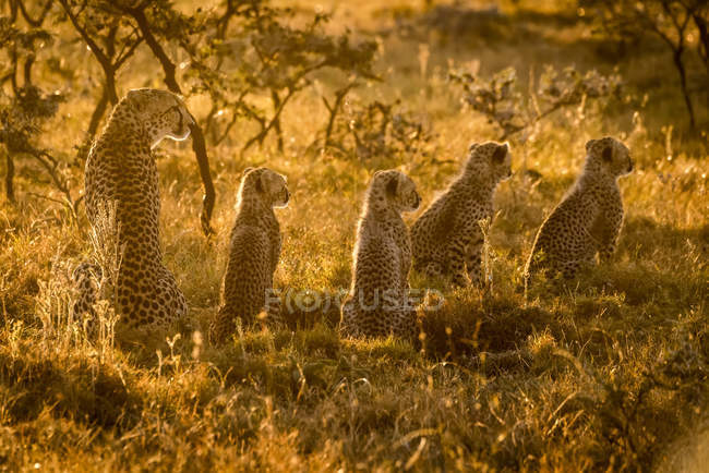 Симпатичные милые гепарды в Сафари, Национальный заповедник Масаи Мара, Кения — стоковое фото