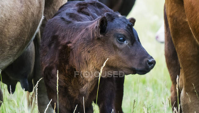 Крупный план теленка с стадом коров в поле с длинной травой — стоковое фото
