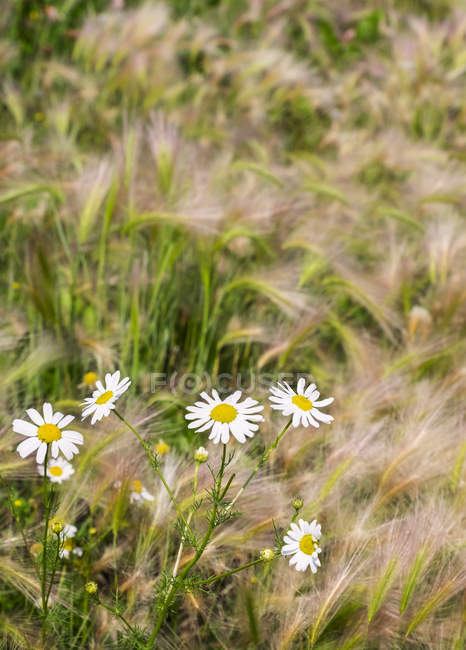 Wild scentless chamomile (Anthemis arvensis) and foxtail barley (Hordeum jubatum) grass growing wild; Stony Plain, Alberta, Canada — Stock Photo