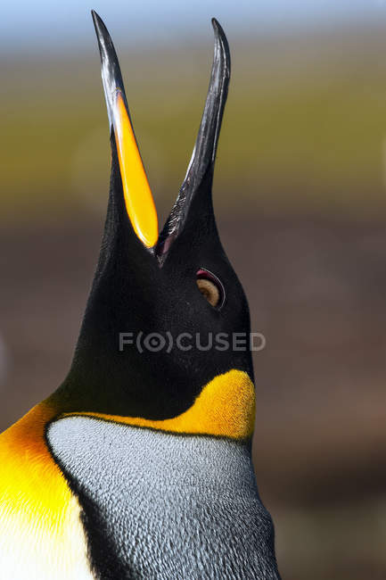 Cabeza de pingüino rey contra fondo borroso - foto de stock