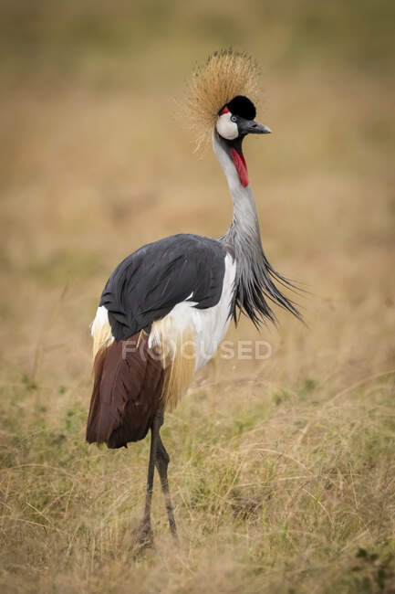 Grey crowned crane (Balearica regulorum) standing in long grass, Maasai Mara National Reserve; Kenya — Stock Photo