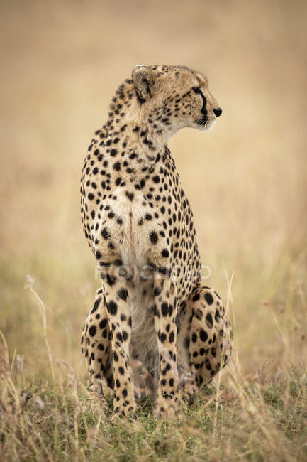 Plan sélectif de guépard majestueux dans la nature sauvage — Photo de stock